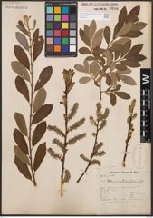 Foto von Salix cinerea L.